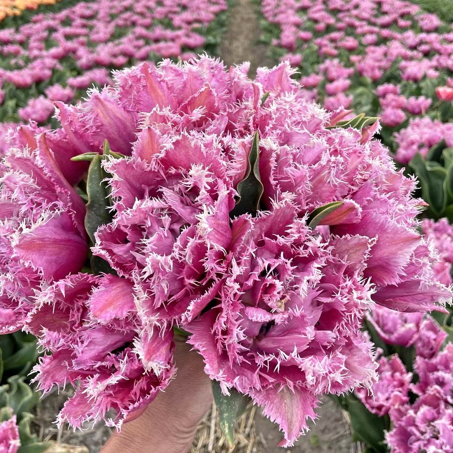 OKTRUCK Center s.r.o. , Praha IČO 01592190