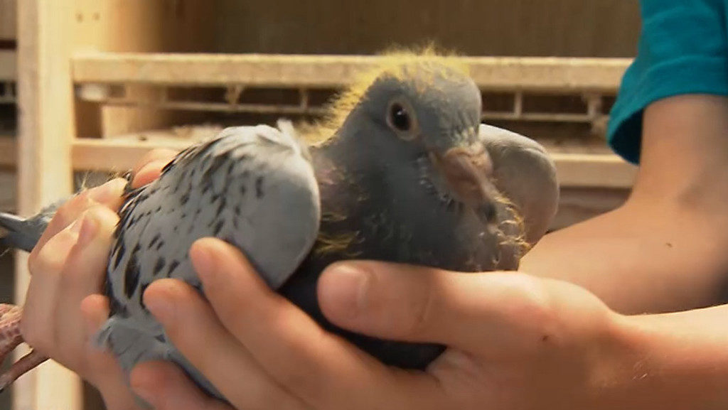 Chovatelé poštovních holubů hledají pokračovatele. Tradice před koncem?