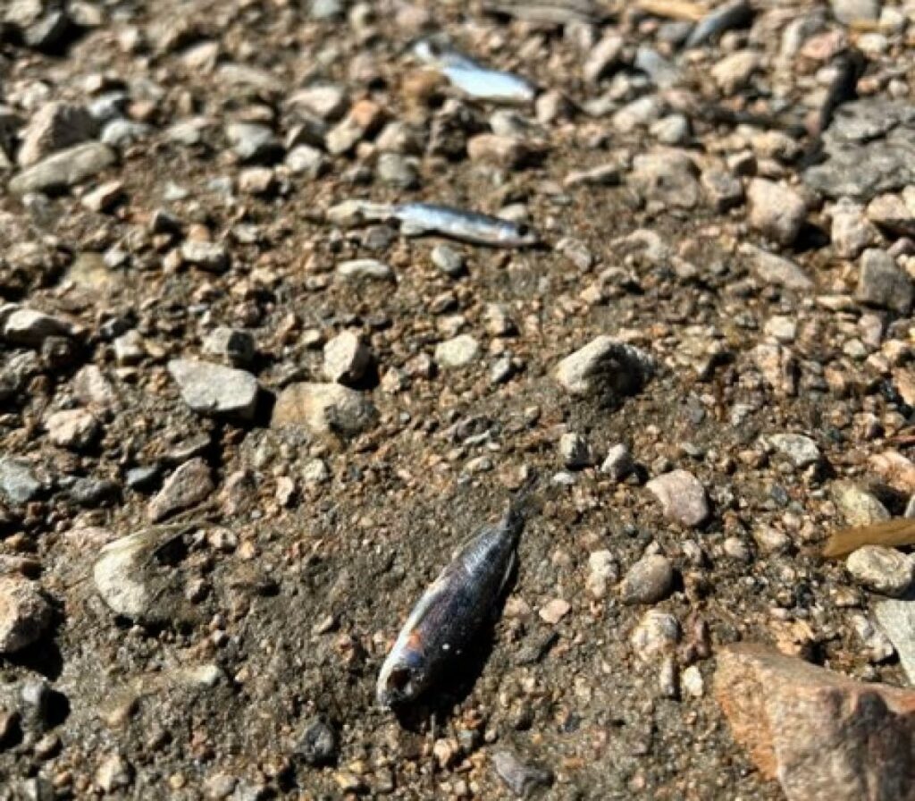 Victoria Youmansová, obyvatelka Nakusp, říká, že viděla na pobřeží tisíce mrtvých ryb