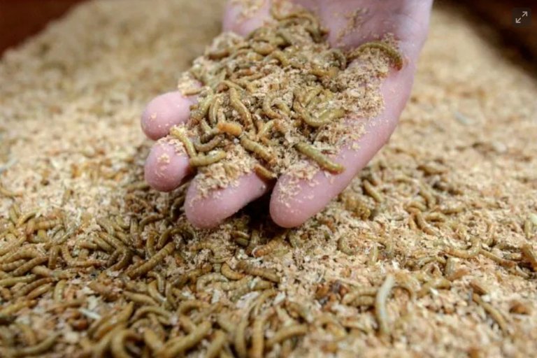 Největší hmyzí farma v Evropě se zavírá: Multimilionový projekt selhává navzdory financování z EU