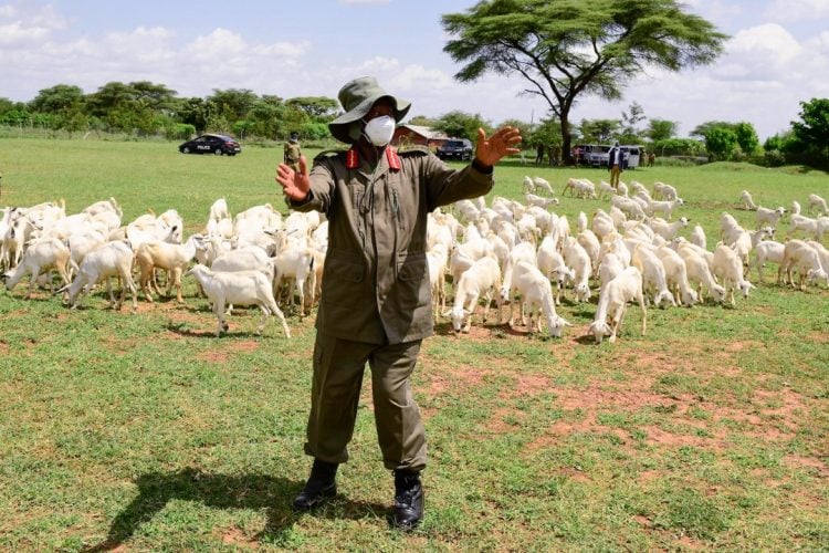 Prezident Museveni gestikuluje během zahájení projektu distribuce koz, který má ve prospěch reformovaných chovatelů dobytka v subregionu Karamoja v červnu 2022.
